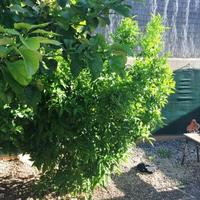 Вилла на Кипре, Лимасол, Никосия, 280 кв.м.