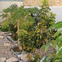 Вилла на Кипре, Лимасол, Никосия, 135 кв.м.