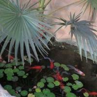 Villa in Republic of Cyprus, Lemesou, Nicosia, 149 sq.m.