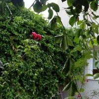 Villa in Republic of Cyprus, Eparchia Pafou, Nicosia, 135 sq.m.