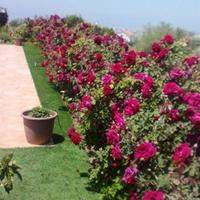 Вилла на Кипре, Пафос, Никосия, 160 кв.м.