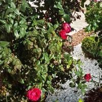 Вилла на Кипре, Ларнака, Никосия