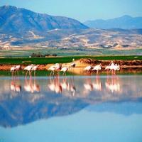 Other in Republic of Cyprus, Eparchia Larnakas, Nicosia, 1100 sq.m.