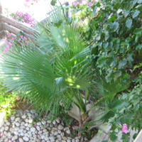 Таунхаус на Кипре, Лимасол, Никосия, 100 кв.м.