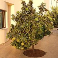 Вилла на Кипре, Фамагуста, 138 кв.м.