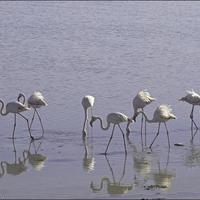 Другое на Кипре, Ларнака, Никосия, 185 кв.м.