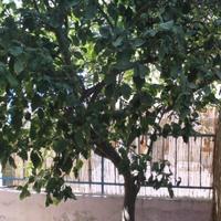 Villa in Republic of Cyprus, Lemesou, Nicosia, 160 sq.m.