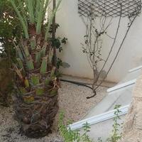 Townhouse in Republic of Cyprus, Eparchia Pafou, Nicosia, 165 sq.m.