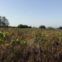 Земельный участок на Кипре, Пафос, Никосия