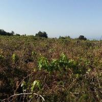 Земельный участок на Кипре, Пафос, Никосия