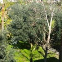 Apartment in Republic of Cyprus, Lemesou, Nicosia, 65 sq.m.