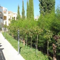 Апартаменты на Кипре, Лимасол, Никосия, 70 кв.м.