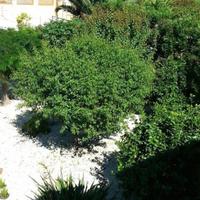 Вилла на Кипре, Пафос, Никосия, 205 кв.м.