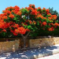 Вилла на Кипре, Пафос, 166 кв.м.