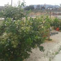 Дом на Кипре, Лимасол, Никосия, 166 кв.м.