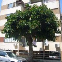 Apartment in Republic of Cyprus, Lemesou, Nicosia, 50 sq.m.