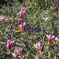 Дом в Черногории, 94 кв.м.