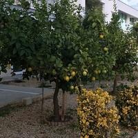 Apartment in Republic of Cyprus, Lemesou, 172 sq.m.