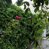 Вилла на Кипре, Пафос, Никосия, 135 кв.м.