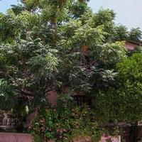 Villa in Republic of Cyprus, Eparchia Pafou, Nicosia, 500 sq.m.