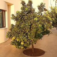 Villa in Republic of Cyprus, Protaras, 138 sq.m.