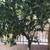 Villa in Republic of Cyprus, Lemesou, 160 sq.m.