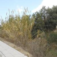 Land plot in Republic of Cyprus, Lemesou