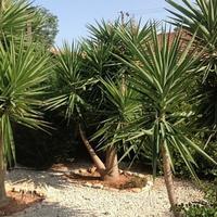 Бунгало на Кипре, Лимасол, 120 кв.м.