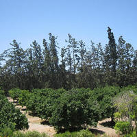 Townhouse in Republic of Cyprus, Eparchia Pafou, Nicosia, 96 sq.m.