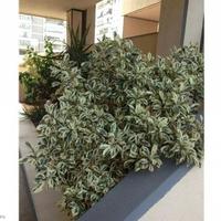 Flat in Spain, Comunitat Valenciana, Alicante, 160 sq.m.