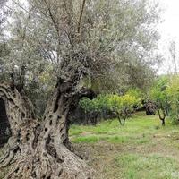 Townhouse in Spain, Comunitat Valenciana, Alicante, 130 sq.m.