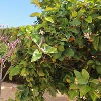 Вилла в Испании, Валенсия, Аликанте, 140 кв.м.