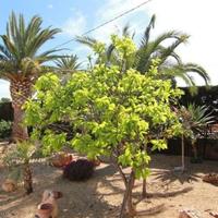 Вилла в Испании, Валенсия, Аликанте, 140 кв.м.