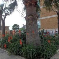 Квартира в Испании, Валенсия, Аликанте, 40 кв.м.