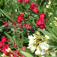 Апартаменты в Испании, Каталония, Багур