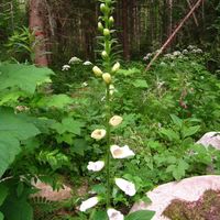 Other in Finland, 40 sq.m.