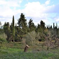 Land plot in Greece, Ionian Islands, 65 sq.m.