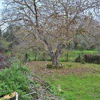 Land plot in Greece, Ionian Islands, 65 sq.m.