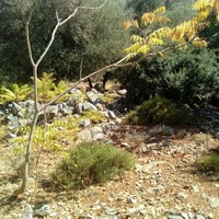 Land plot in Greece, Crete