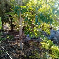 Land plot in Greece, Crete