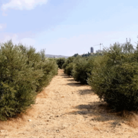 Земельный участок на Кипре, Лима