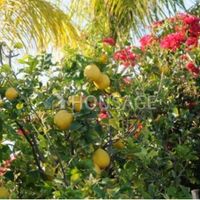 Villa in Republic of Cyprus, Eparchia Pafou, 150 sq.m.