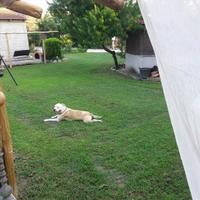 Бизнес-центр в Греции, Фессалия, 320 кв.м.