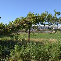 Земельный участок в Греции, Крит, Ираклион, 6250 кв.м.