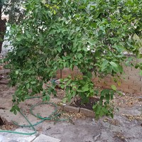 Другое в Греции, Крит, 60 кв.м.