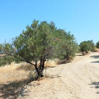 Земельный участок в Греции, Крит, Ираклион