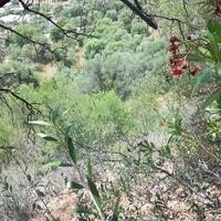 Land plot in Greece, Epirus, 5970 sq.m.