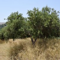 Land plot in Greece, Crete