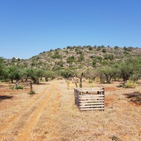 Land plot in Greece, Crete