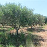 Land plot in Greece, Ionian Islands